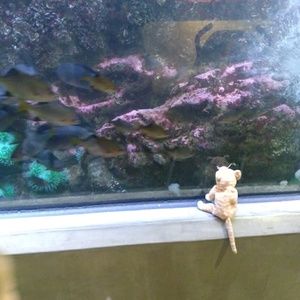 Meet your Posher, Terra